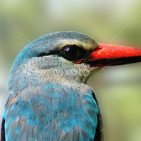 Kingfisher by Piet  Grobler - Animals Birds