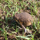 Bushveld Rain Frog