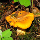 Golden chanterelle