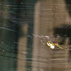 Silver orb spider