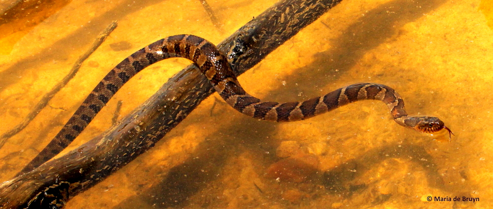 Northern water snake, males