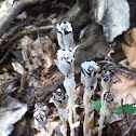 Corpse plant or Indian pipe