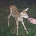 White tailed deer (fawn)