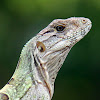 Mexican Spiny-tailed Iguana (juvenile)