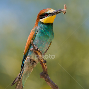 Gruccione  by Claudio Massanelli - Animals Birds