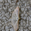Crambid moth