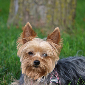 Cuteness by Sydney Rohmann - Animals - Dogs Portraits