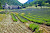 A shot of the iconic lavender fields in Provence, in the South of France.