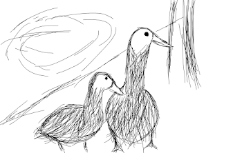 Ducks (rough draft)
