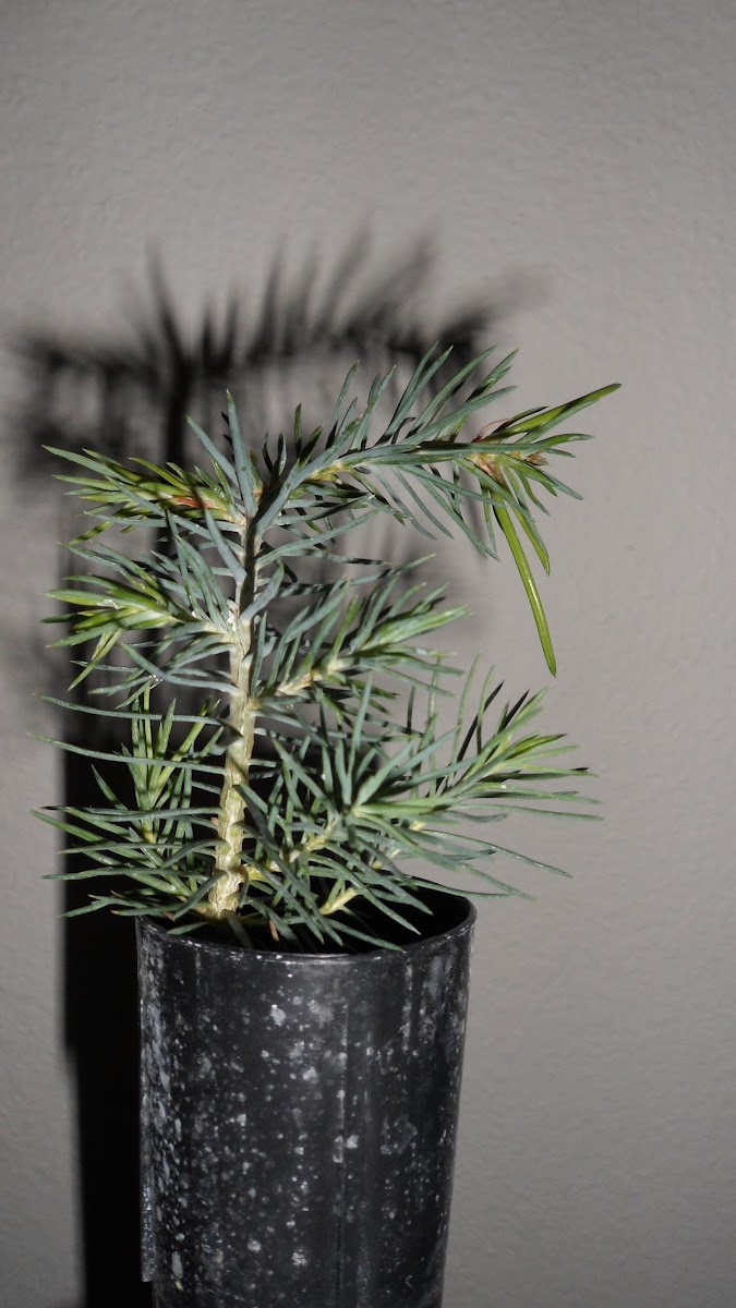 Piñon Pine (sapling)