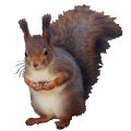 Squirrel Sitting Sticker Apk