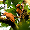 Rufous Woodpeckers
