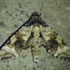 Tetrio Sphinx Moth