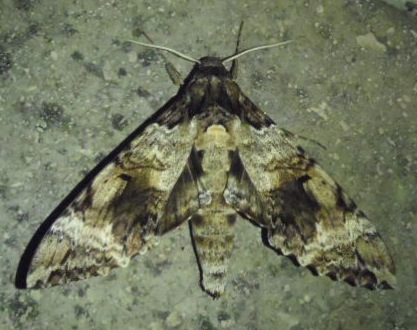 Tetrio Sphinx Moth