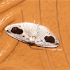 Thyridid Moth