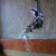 花鳥山日式創意料理