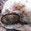 Burgundy snail hibernating