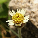 Tridax daisy