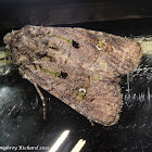 Bristly cutworm moth
