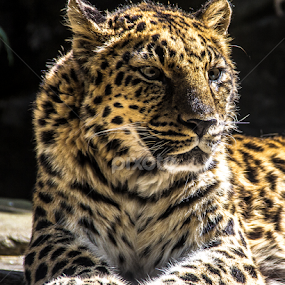 by Don Saddler - Animals Lions, Tigers & Big Cats