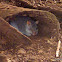 Rufous Bettong