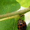 Common Spotted Ladybug