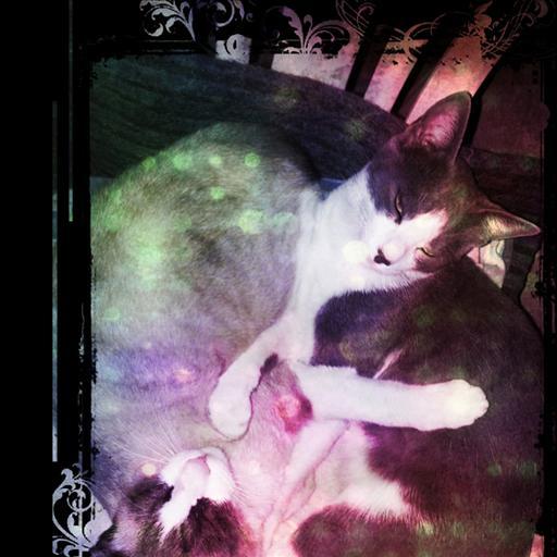 Yng Yang Cat LWP FREE 個人化 LOGO-阿達玩APP