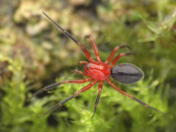 Dwarf spider | Project Noah