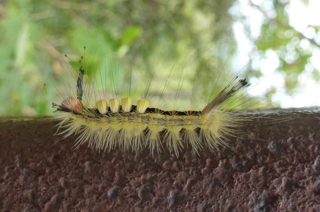 White-banded Tussock Moth