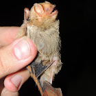 Desert Red Bat