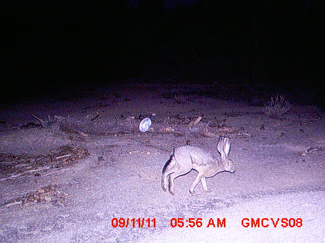 Black-tailed jackrabbit