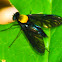 Golden Backed Snipe Fly