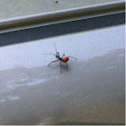 Unknown orange insect
