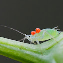 aphid with mites