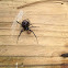 Southern Black Widow