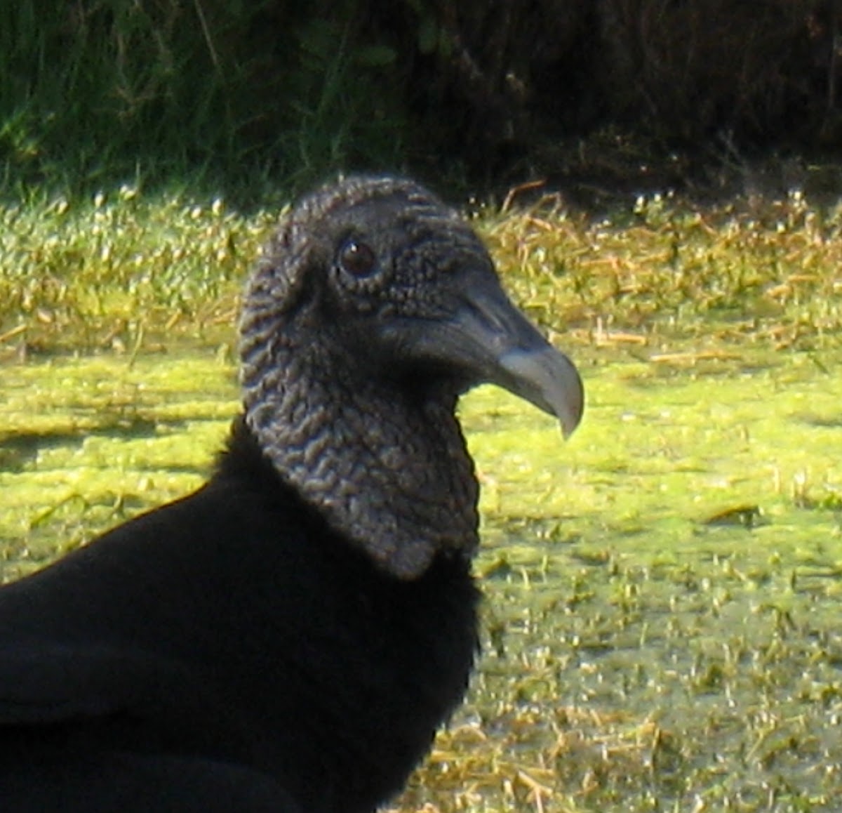 Black Vulture