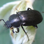 Common Black Ground Beetle