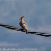 Hoopoe; Abubilla