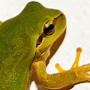 Mediterranean Tree Frog and Stripeless Tree Frog