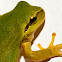 Mediterranean Tree Frog and Stripeless Tree Frog