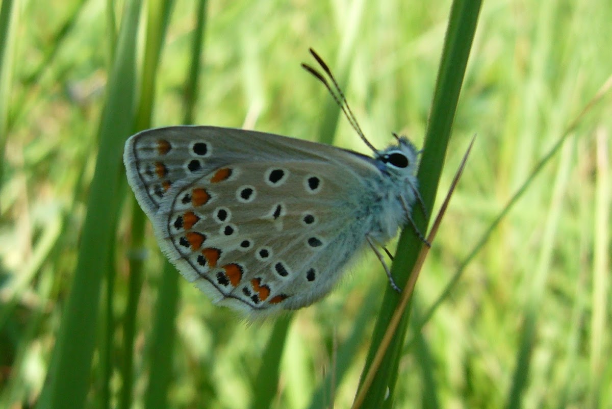 mariposa común azul (macho)