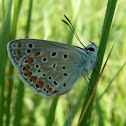 mariposa común azul (macho)