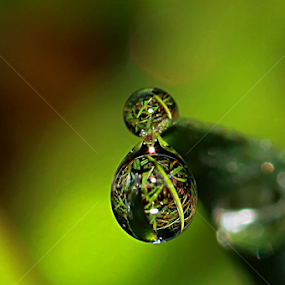 by Luxmen 46 - Nature Up Close Natural Waterdrops