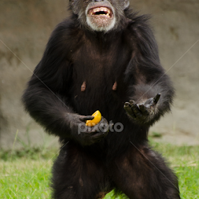 Thank you sir may I have another by Jose Gort - Animals Other Mammals