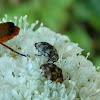 Varied Carpet Beetle ♂♀