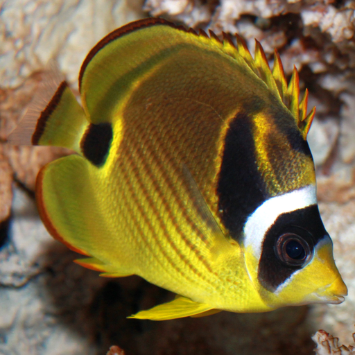 Marine Aquarium Fish 2 FREE 教育 App LOGO-APP開箱王