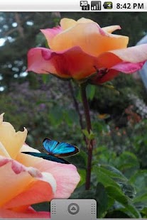 How to install Butterfly Roses Live Wallpaper 2.1 mod apk for android