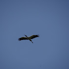 Wood stork