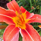 Day Lily