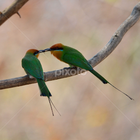 by Adrian Boom - Animals Birds